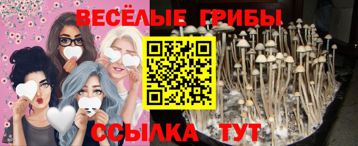 Псилоцибиновые грибы Magic Shrooms Вышний Волочёк